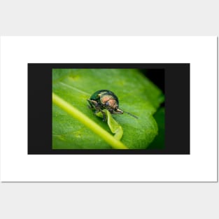 A gorgeous metallic leaf beetle (Nodina sp) munching on a leaf Posters and Art